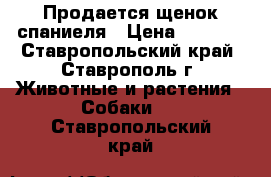 Продается щенок спаниеля › Цена ­ 3 000 - Ставропольский край, Ставрополь г. Животные и растения » Собаки   . Ставропольский край